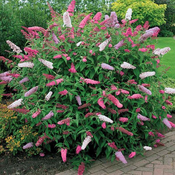 buddleya bicolore