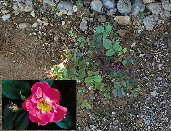 la rose
