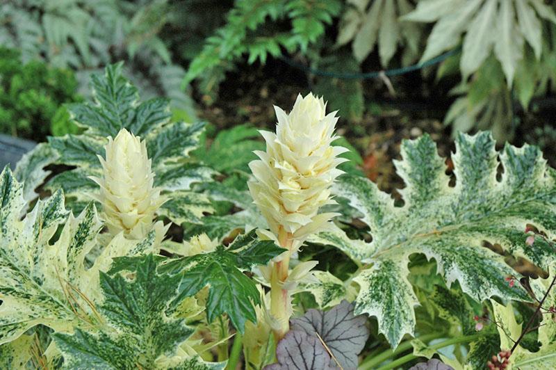 planta de acanto variedad agua blanca