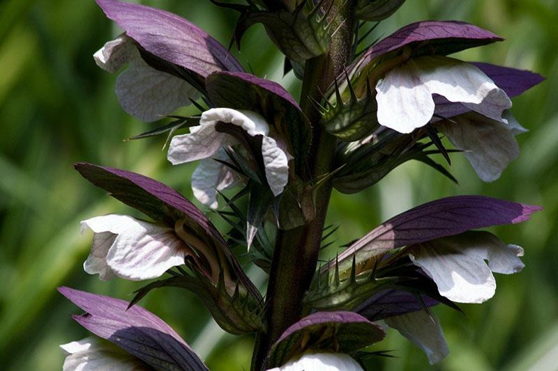faire pousser des acanthes sur le site