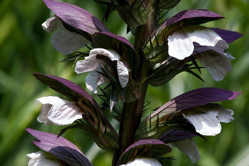 cultivo de acanto en el sitio