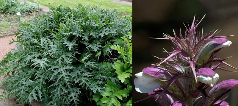 características de la floración del acanto