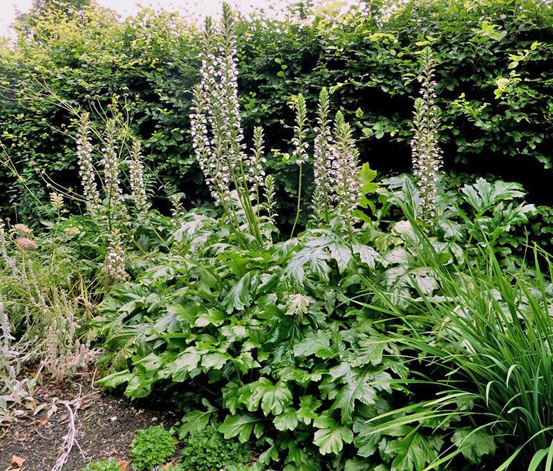 acanthus mollis