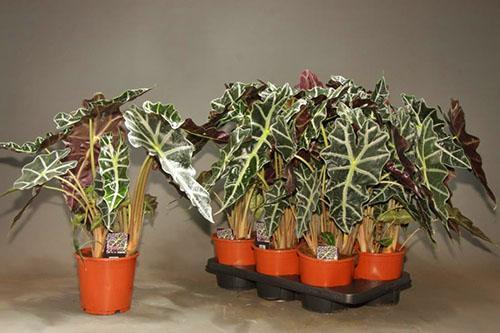 Les cyanures sont présents dans l'alocasia