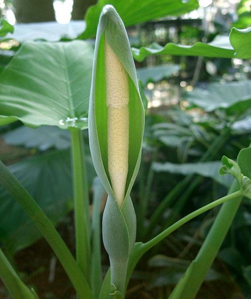 La alocasia floreciente no se puede mantener en la casa.