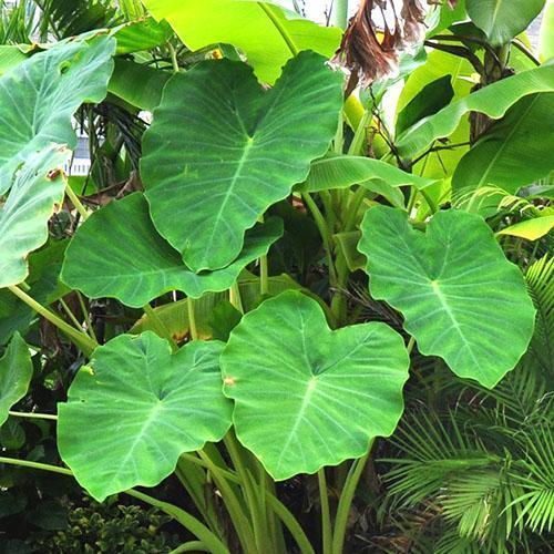 Alocasia à grosses racines