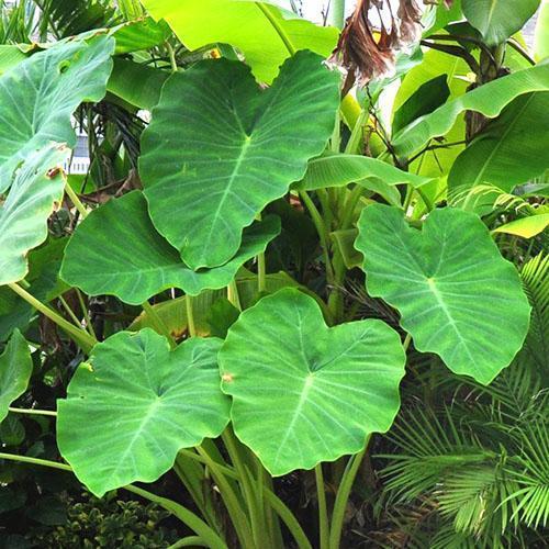 Alocasia de raíz grande