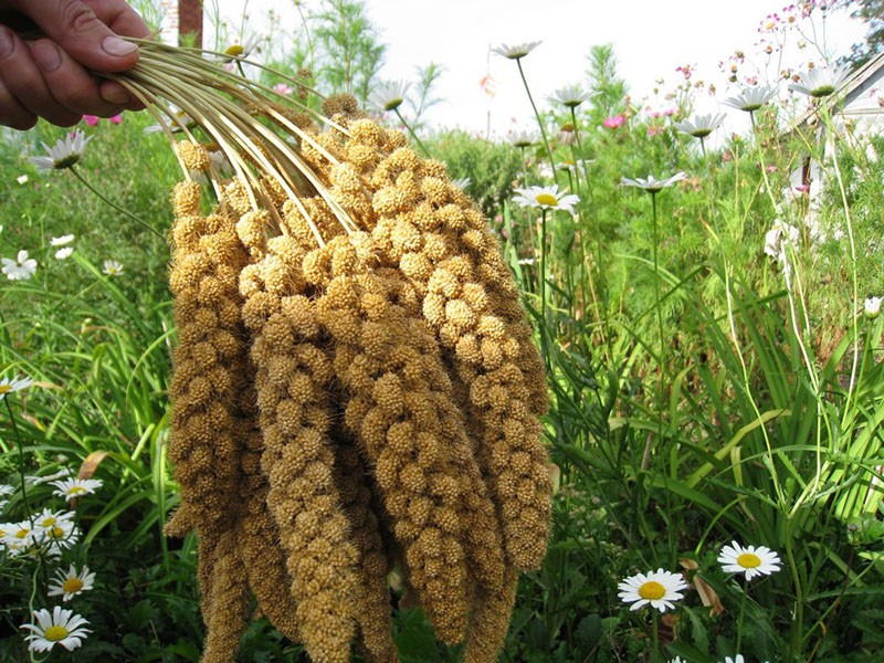 plaga de plantas de cereales