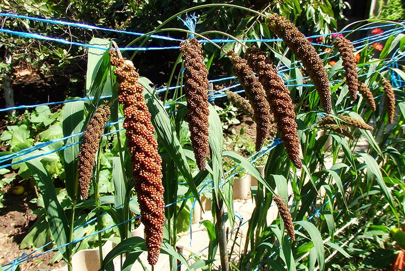 planta chumiza en el sitio