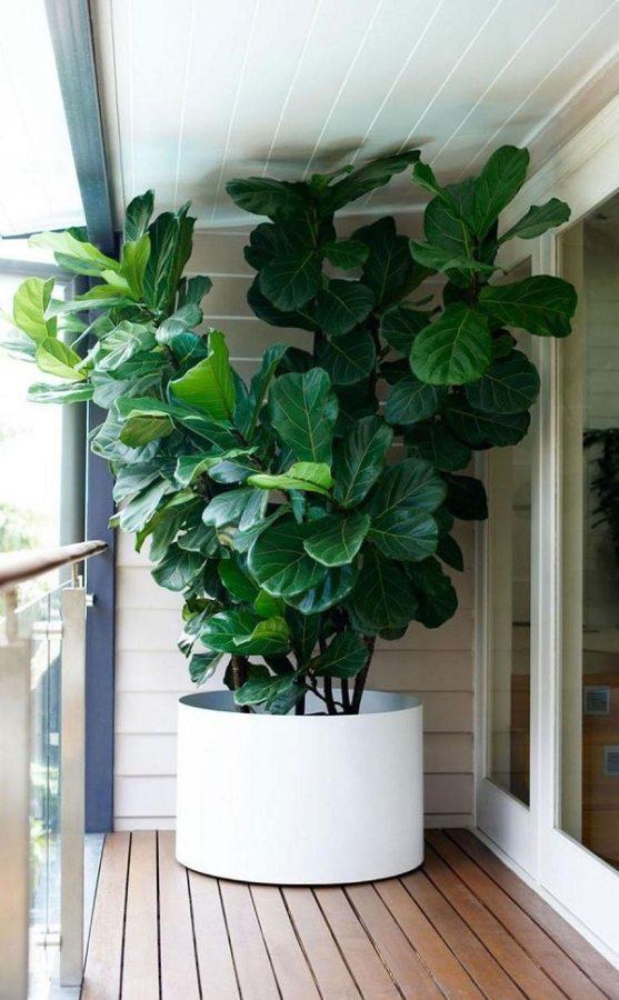 lyre ficus