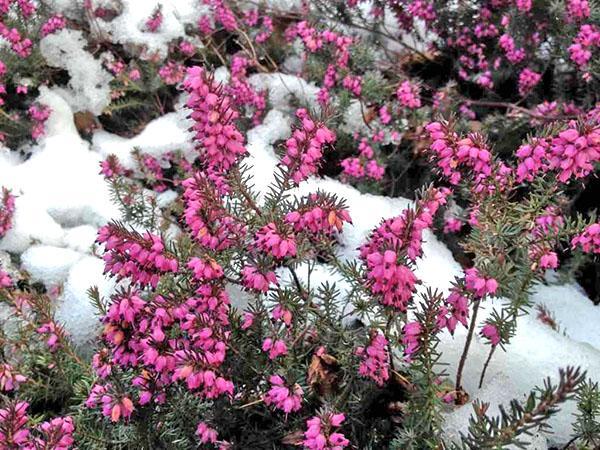 Erica dans la neige