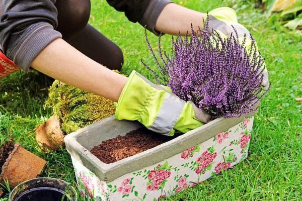 planter Erica dans un pot