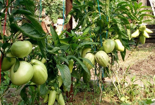 cultivo de pepino en Rusia