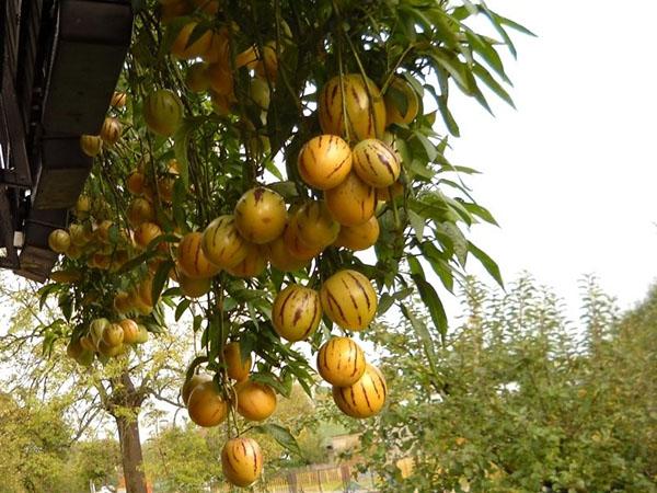 variedad pepino ramses