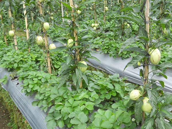 pera de melón en el jardín del país