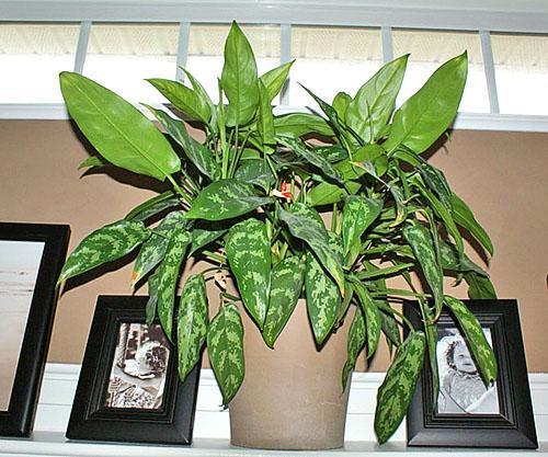 Aglaonema tiene una energía beneficiosa