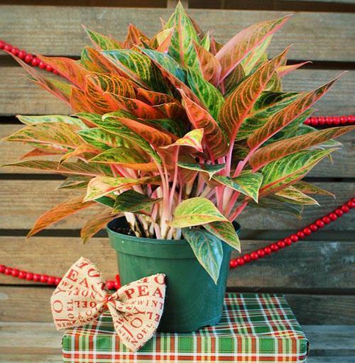 El follaje ornamental de aglaonema atrae la atención de los floricultores