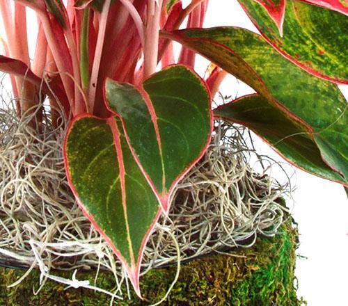 El color del follaje, los tallos y los pecíolos depende del tipo de aglaonema.