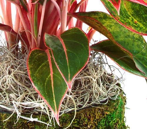 La couleur du feuillage, des tiges, des pétioles dépend du type d'aglaonema