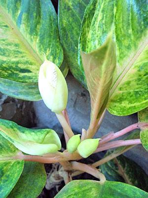 La inflorescencia de Aglaonema consiste en una pequeña mazorca, envuelta firmemente en una manta.