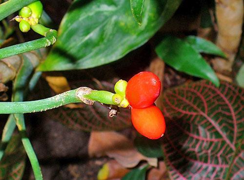 Bayas de aglaonema