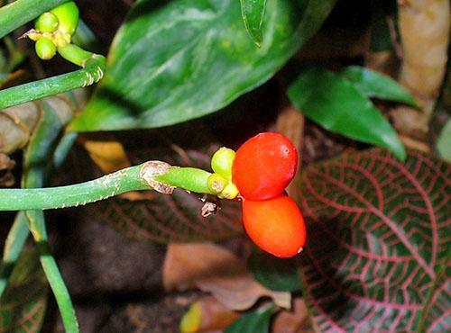 Baies d'Aglaonema