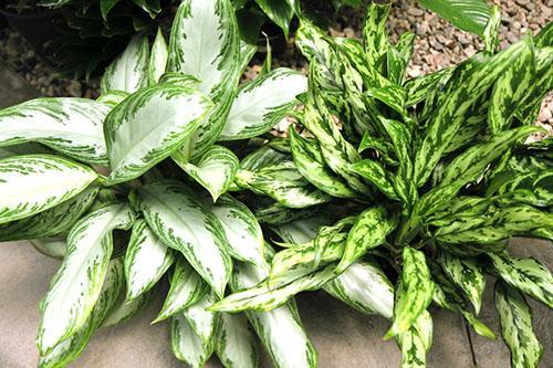 Le tissu d'aglaonema contient de l'oxalate de calcium