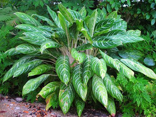 Planta milagrosa aglaonema