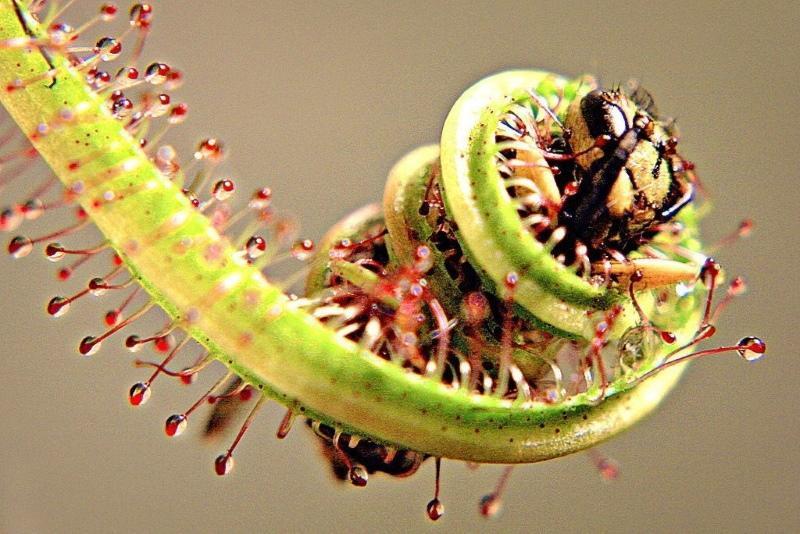 plantes prédateurs photos et noms