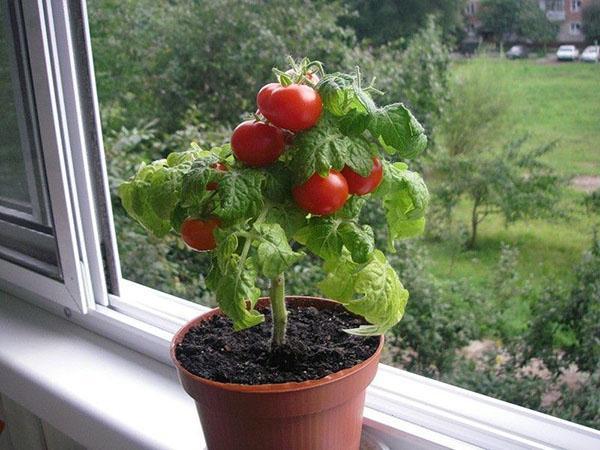 Roble tomate en el alféizar de la ventana