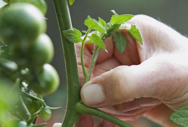 pellizcando tomate