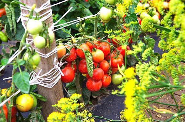 tomate Dubrava Dubok