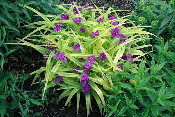 tradescantia parmi d'autres plantes