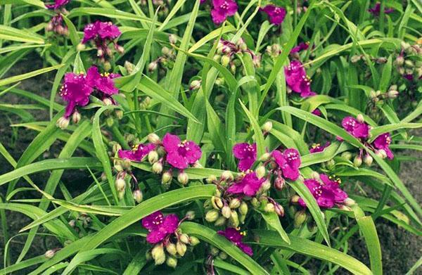 La Tradescantia d'Anderson