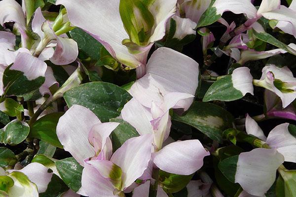 Tradescantia la mariée rousse