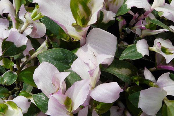 Tradescantia la novia rubicunda