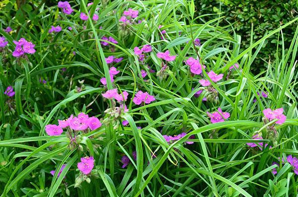 tradescantia virginian