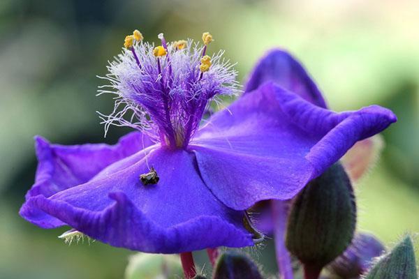 Tradescantia Wagelin