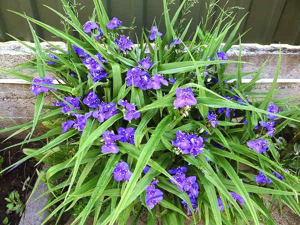 mélange de charme tradescantia