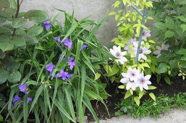 tradescantia en el sitio