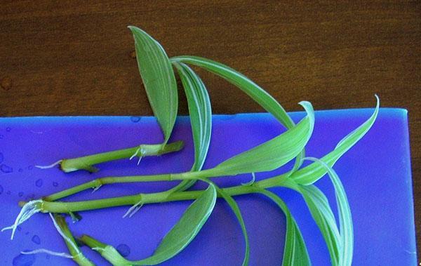 propagation par bouturage
