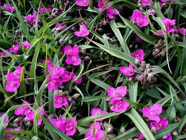 floraison luxuriante