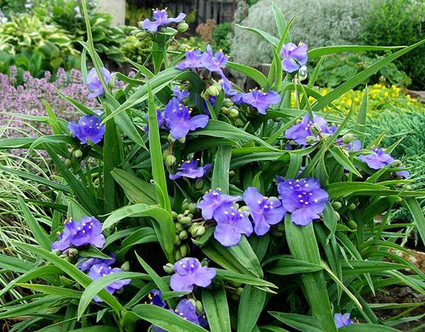 jardinería tradescantia, plantación y cuidado