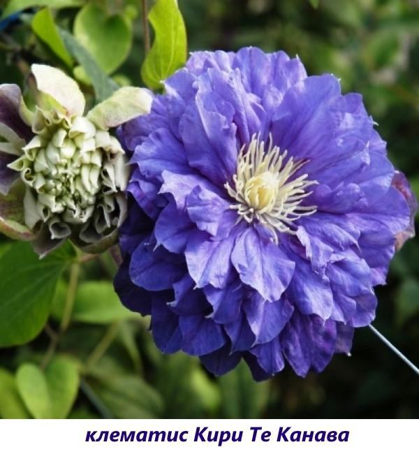 Clematis Kiri Te Kanava