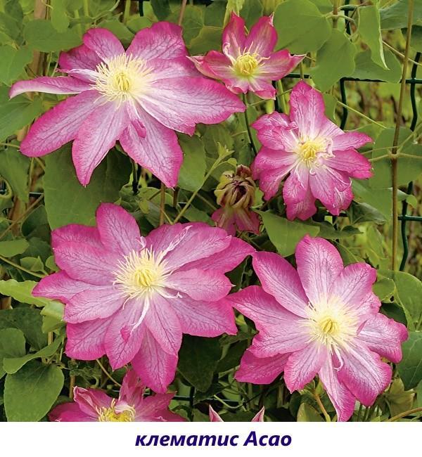 clematis Asao