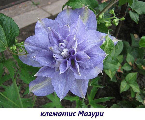 clematis mazury