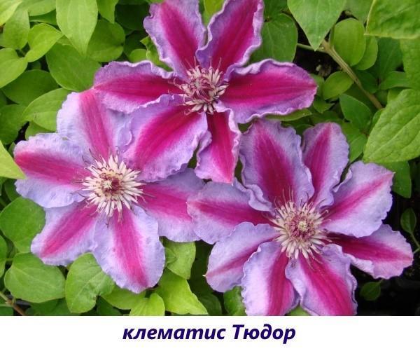 clematis tudor