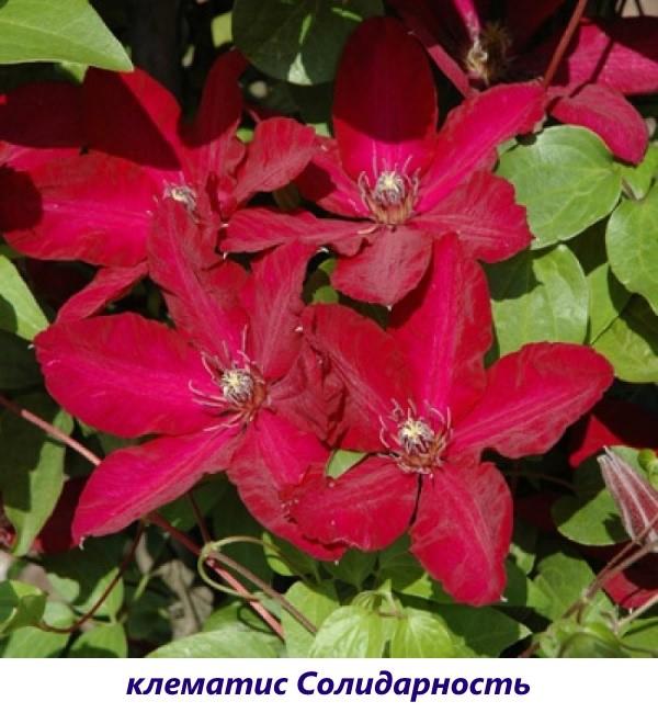 clematis solidaridad