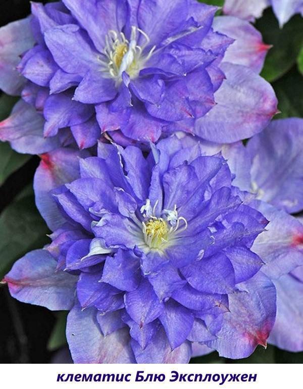 Clematis Blue explotado