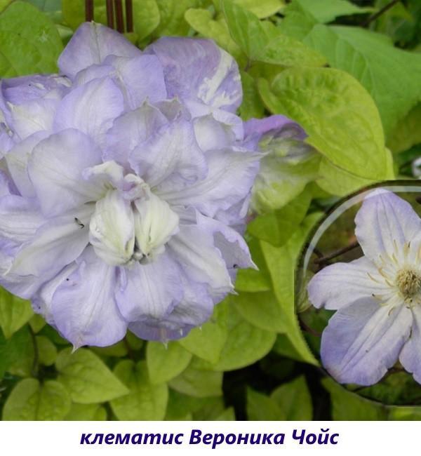 Clematis Veronica Choice